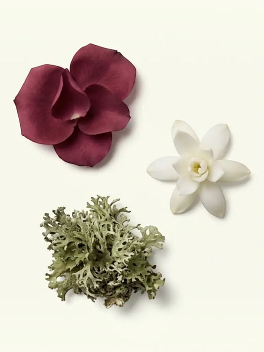 A fragrance notes graphic for Chypre Oud Attar on a warm off-white background. It features illustrations of a deep burgundy rose, a white jasmine flower, and greenish-gray dried botanicals, alongside text listing the top, middle, and base notes including patchouli, rose, jasmine, grandiflorum, tuberose, ruh parijat, oakmoss, Chinese Oud, and Hindi Oud.