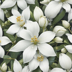 A close-up image of white jasmine flowers with green leaves.