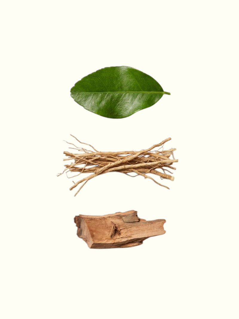 A fragrance ingredients graphic for Vetiver Mystique Eau de Parfum, showing a green leaf, brown root pieces, and a bark piece above a list of top, middle, and base notes on a white background.